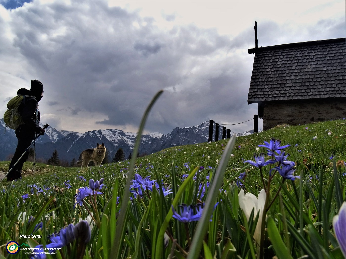 50 Crocus vernus (Crocus) e Scilla bifolia (Scilla silvestre) ai prati della Pigolotta di Valtorta .JPG